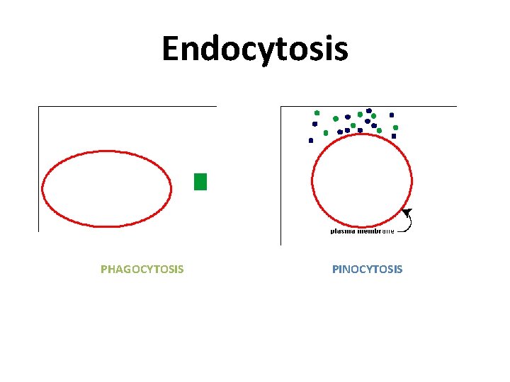 Endocytosis PHAGOCYTOSIS PINOCYTOSIS 