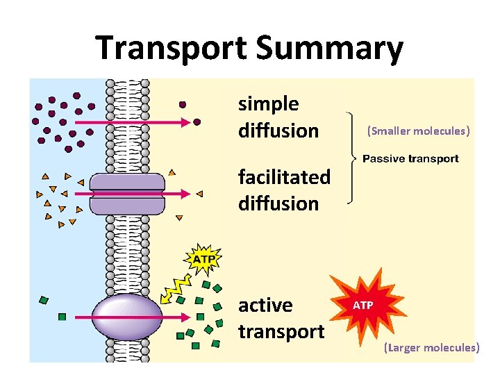 Transport Summary simple diffusion (Smaller molecules) facilitated diffusion active transport ATP (Larger molecules) 