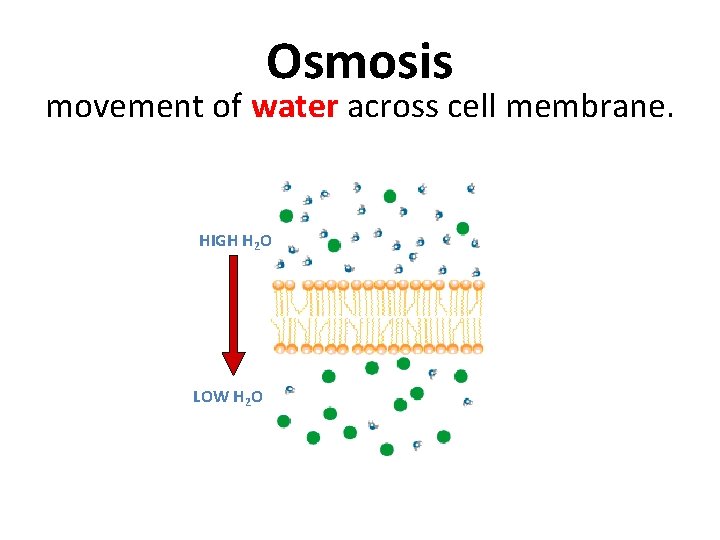 Osmosis movement of water across cell membrane. HIGH H 2 O LOW H 2