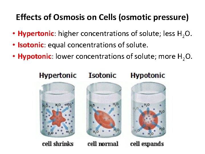 Effects of Osmosis on Cells (osmotic pressure) • Hypertonic: higher concentrations of solute; less