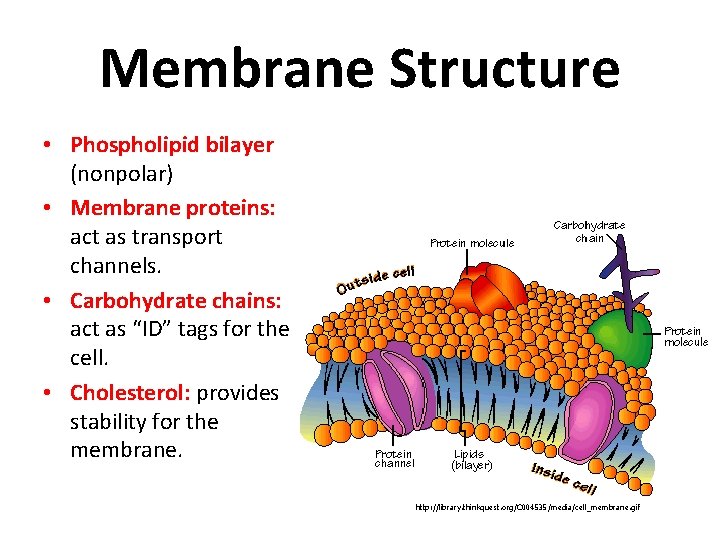 Membrane Structure • Phospholipid bilayer (nonpolar) • Membrane proteins: act as transport channels. •