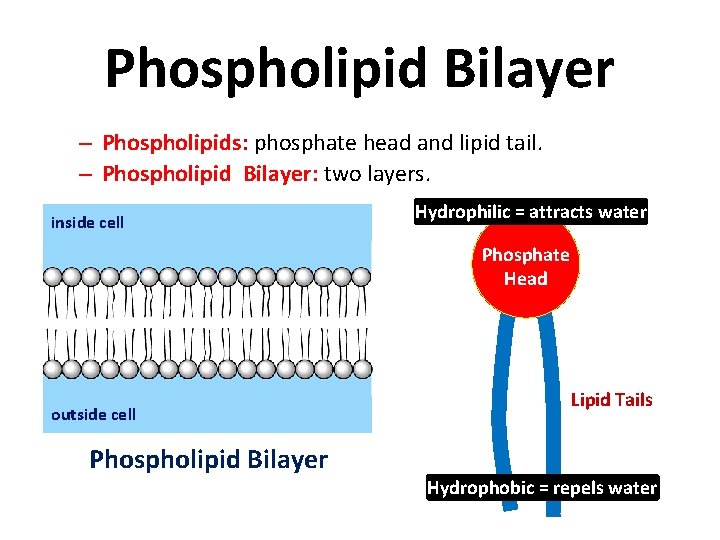 Phospholipid Bilayer – Phospholipids: phosphate head and lipid tail. – Phospholipid Bilayer: two layers.