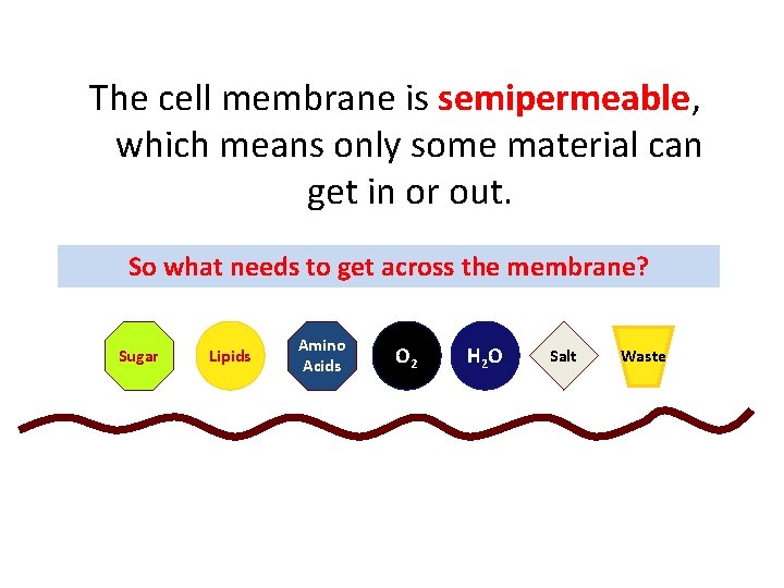 The cell membrane is semipermeable, which means only some material can get in or