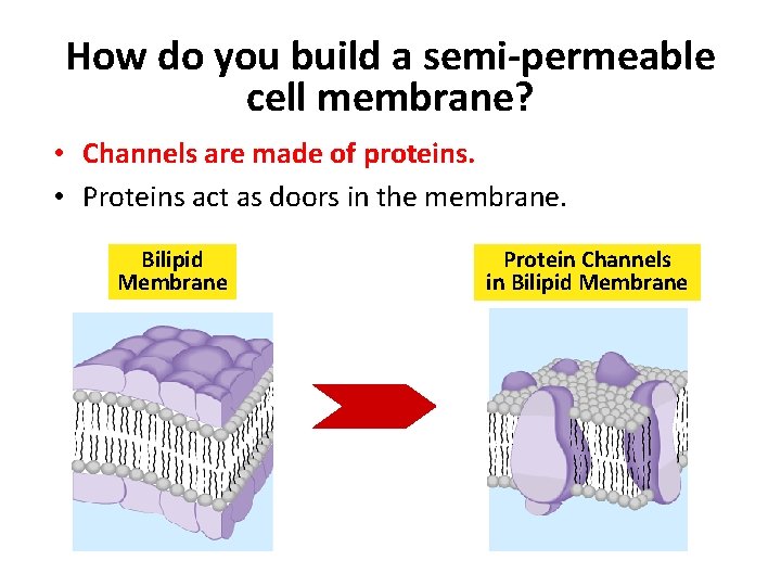 How do you build a semi-permeable cell membrane? • Channels are made of proteins.