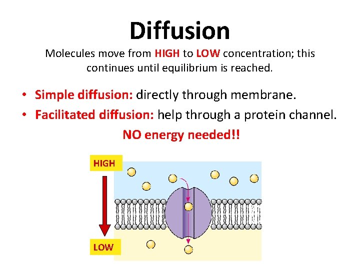 Diffusion Molecules move from HIGH to LOW concentration; this continues until equilibrium is reached.