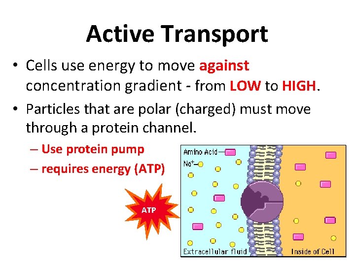 Active Transport • Cells use energy to move against concentration gradient - from LOW