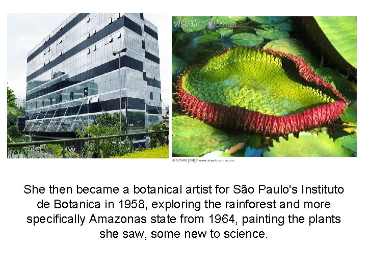 She then became a botanical artist for São Paulo's Instituto de Botanica in 1958,