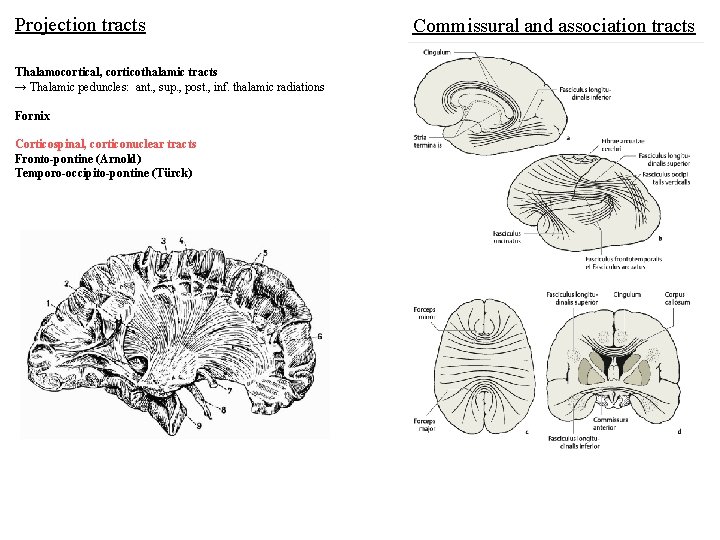 Projection tracts Thalamocortical, corticothalamic tracts → Thalamic peduncles: ant. , sup. , post. ,