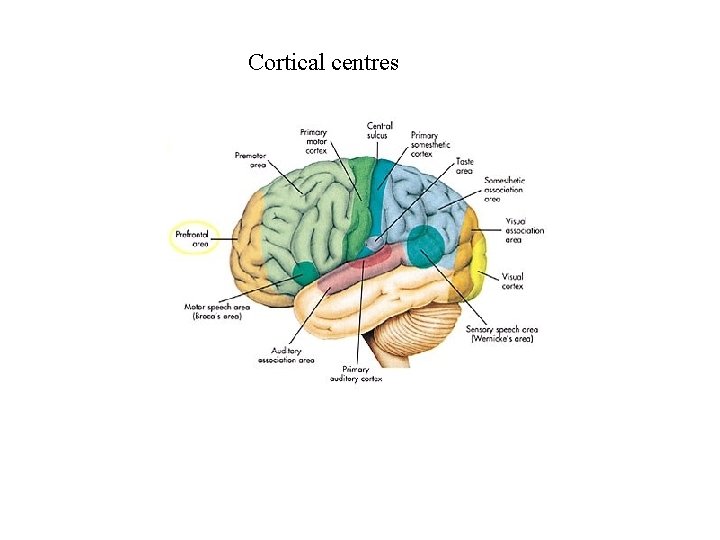 Cortical centres 