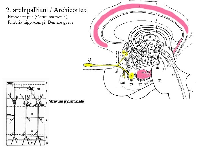 2. archipallium / Archicortex Hippocampus (Cornu ammonis), Fimbria hippocampi, Dentate gyrus Stratum pyramidale 
