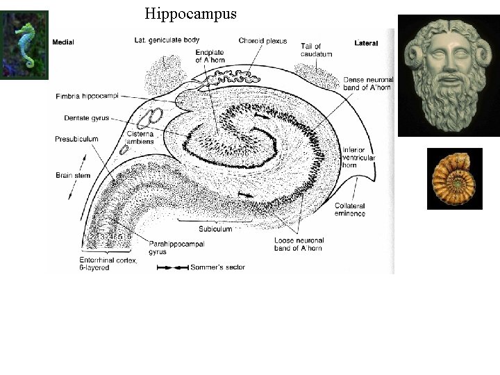 Hippocampus 