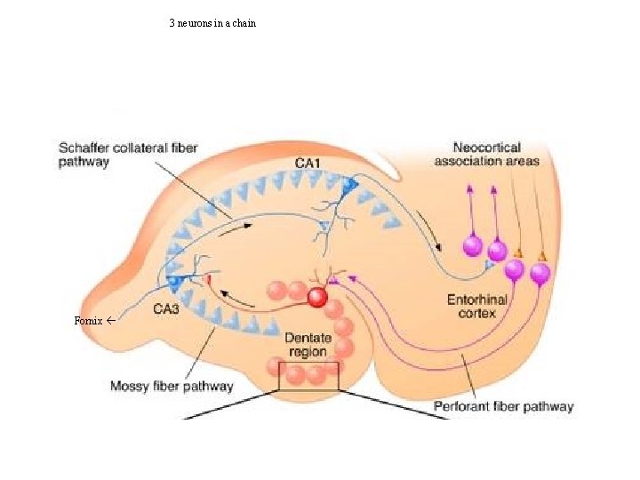 3 neurons in a chain Fornix 