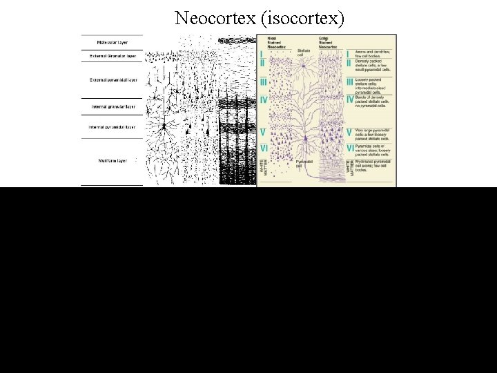 Neocortex (isocortex) 