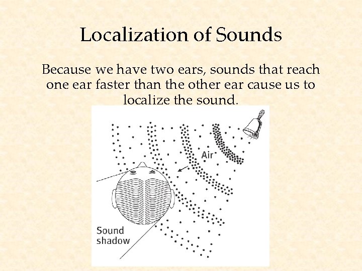 Localization of Sounds Because we have two ears, sounds that reach one ear faster