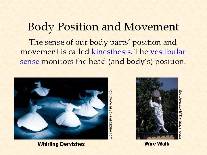 Body Position and Movement The sense of our body parts’ position and movement is