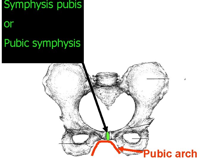 Symphysis pubis or Pubic symphysis Pubic arch 