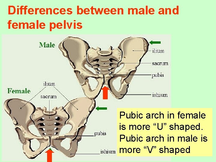 Differences between male and female pelvis Pubic arch in female is more “U” shaped.