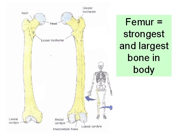 Femur = strongest and largest bone in body 