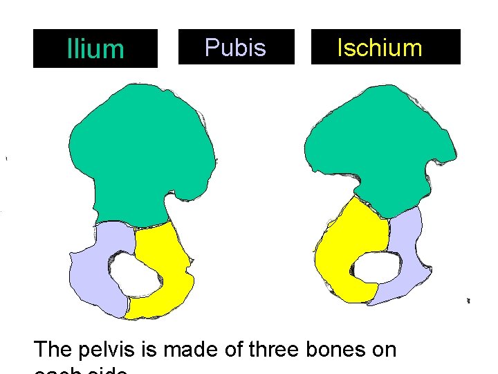 Ilium Pubis Ischium The pelvis is made of three bones on 