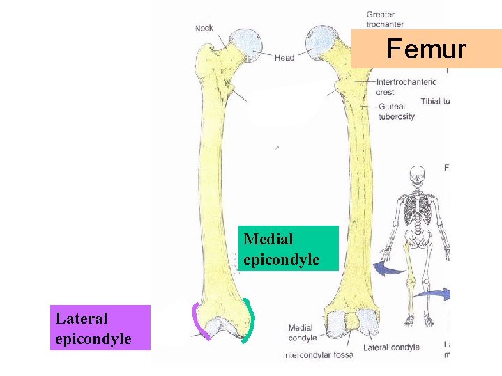 Femur Medial epicondyle Lateral epicondyle 