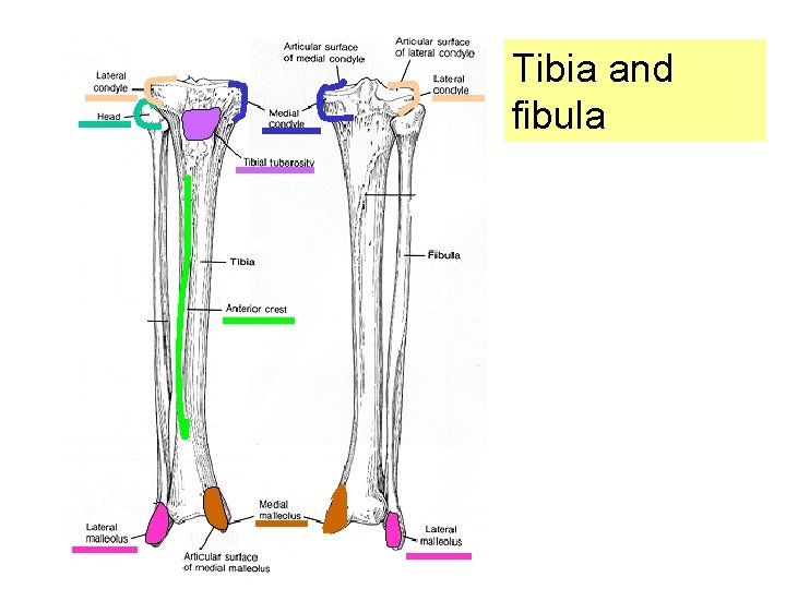Tibia and fibula 