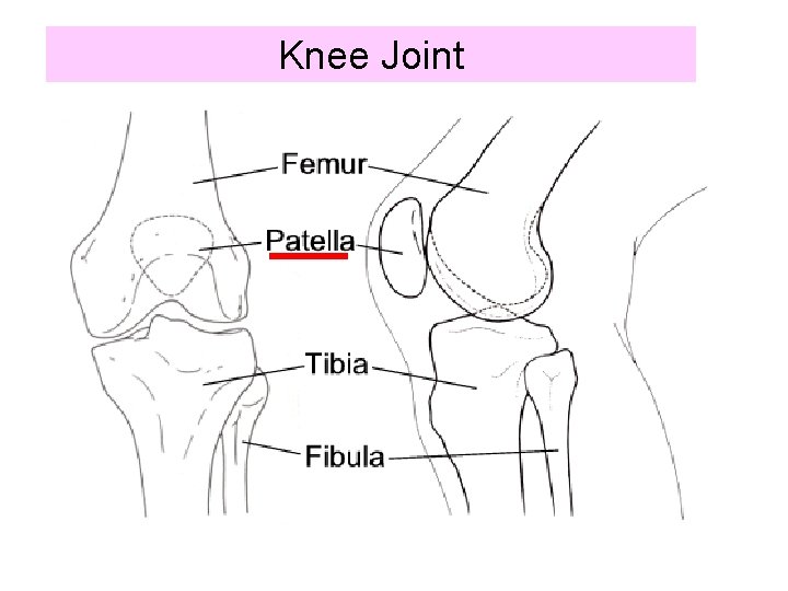 Knee Joint 
