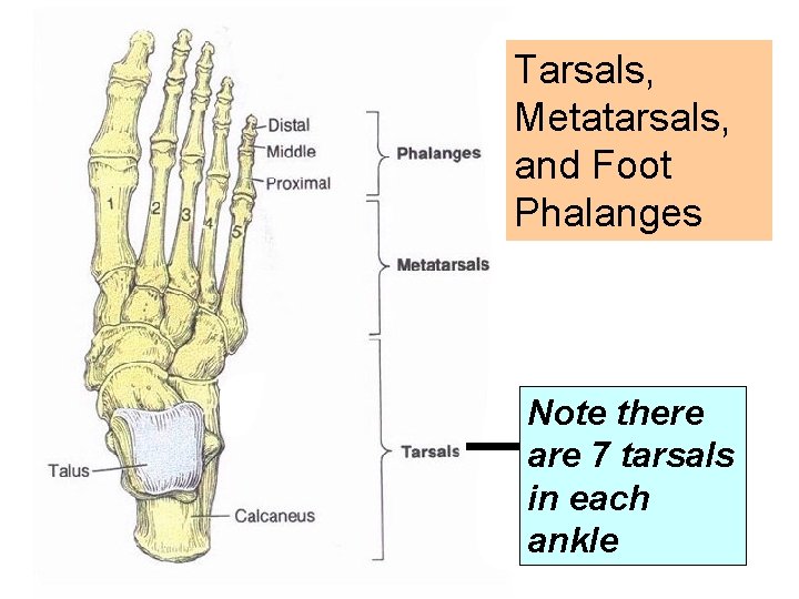 Tarsals, Metatarsals, and Foot Phalanges Note there are 7 tarsals in each ankle 