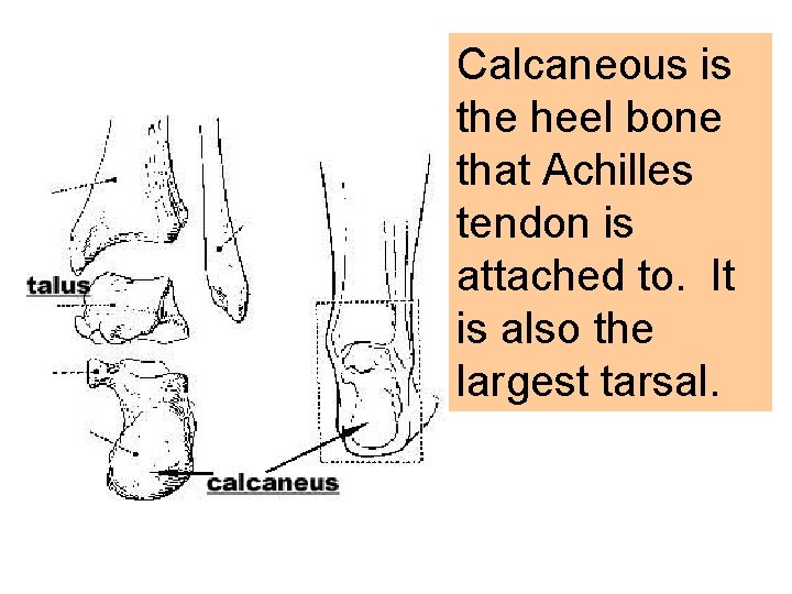 Calcaneous is the heel bone that Achilles tendon is attached to. It is also