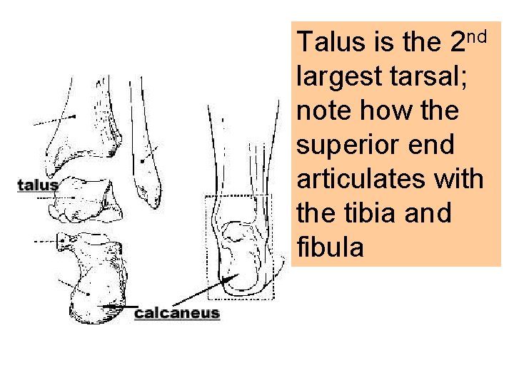 Talus is the 2 nd largest tarsal; note how the superior end articulates with