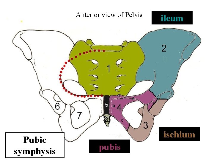 Anterior view of Pelvis Pubic symphysis ileum ischium pubis 