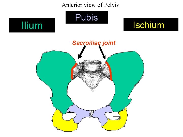 Anterior view of Pelvis Ilium Pubis Sacroiliac joint Ischium 