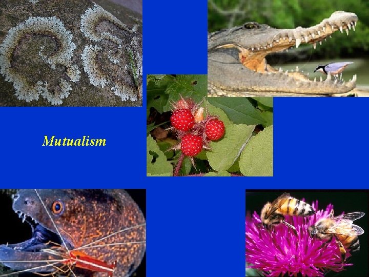 Mutualism 