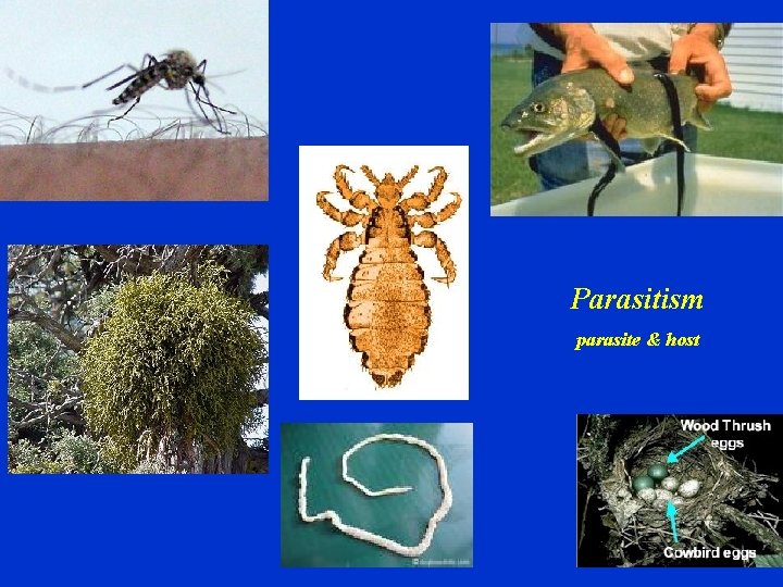 Parasitism parasite & host 