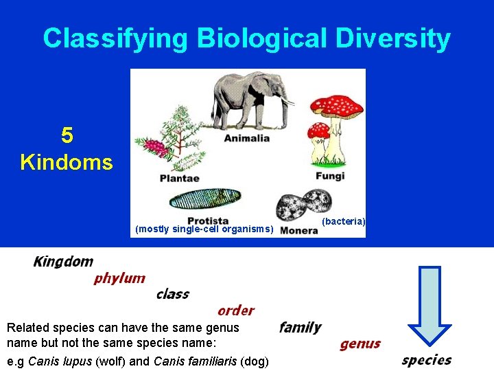 Classifying Biological Diversity 5 Kindoms (mostly single-cell organisms) Related species can have the same
