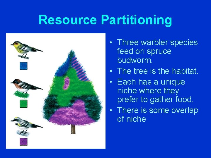 Resource Partitioning • Three warbler species feed on spruce budworm. • The tree is