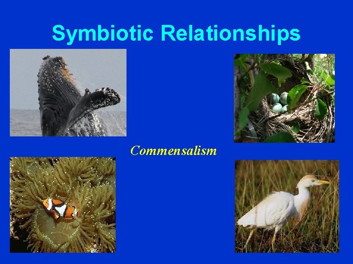 Symbiotic Relationships Commensalism 