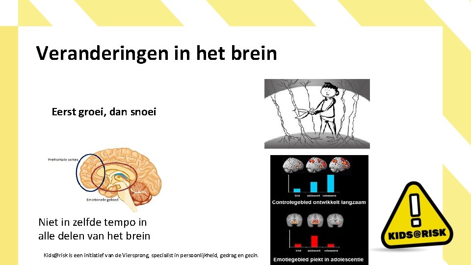 Veranderingen in het brein Eerst groei, dan snoei Niet in zelfde tempo in alle