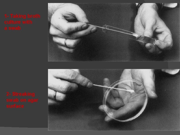 1 - Taking broth culture with a swab 2 - Streaking swab on agar