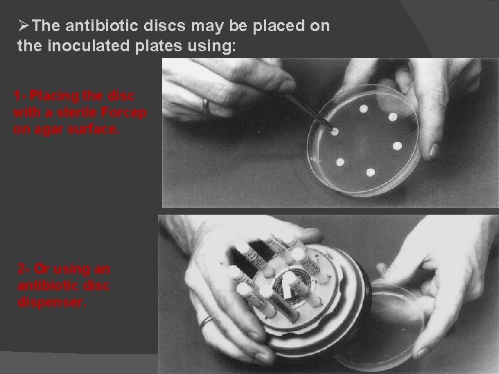 ØThe antibiotic discs may be placed on the inoculated plates using: 1 - Placing