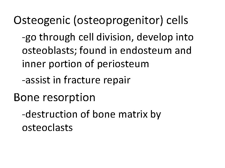 Osteogenic (osteoprogenitor) cells -go through cell division, develop into osteoblasts; found in endosteum and