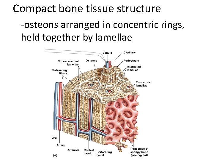Compact bone tissue structure -osteons arranged in concentric rings, held together by lamellae 