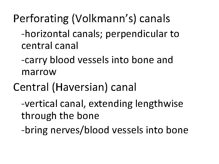 Perforating (Volkmann’s) canals -horizontal canals; perpendicular to central canal -carry blood vessels into bone