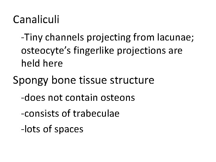 Canaliculi -Tiny channels projecting from lacunae; osteocyte’s fingerlike projections are held here Spongy bone