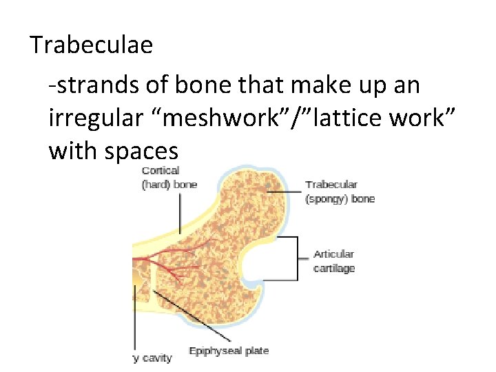 Trabeculae -strands of bone that make up an irregular “meshwork”/”lattice work” with spaces 