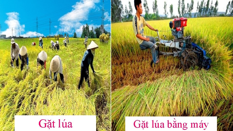 Gặt lúa bằng máy 