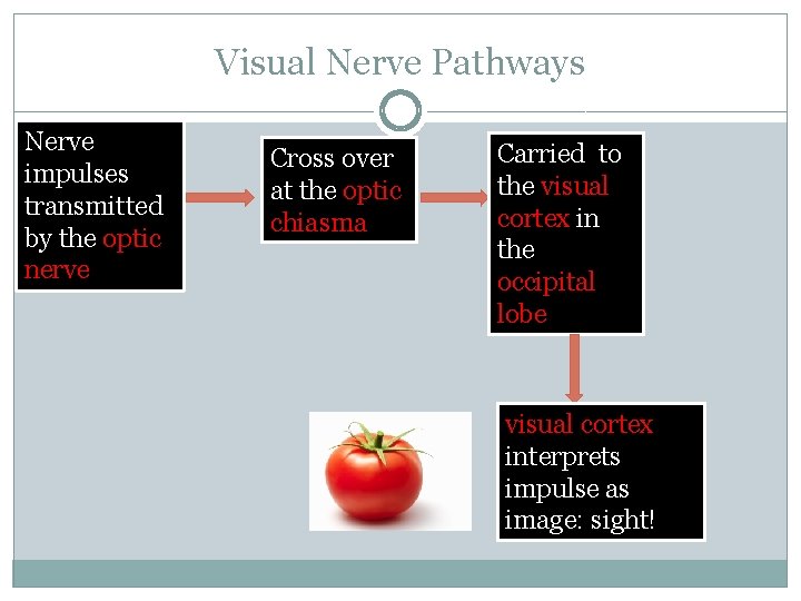 Visual Nerve Pathways Nerve impulses transmitted by the optic nerve Cross over at the