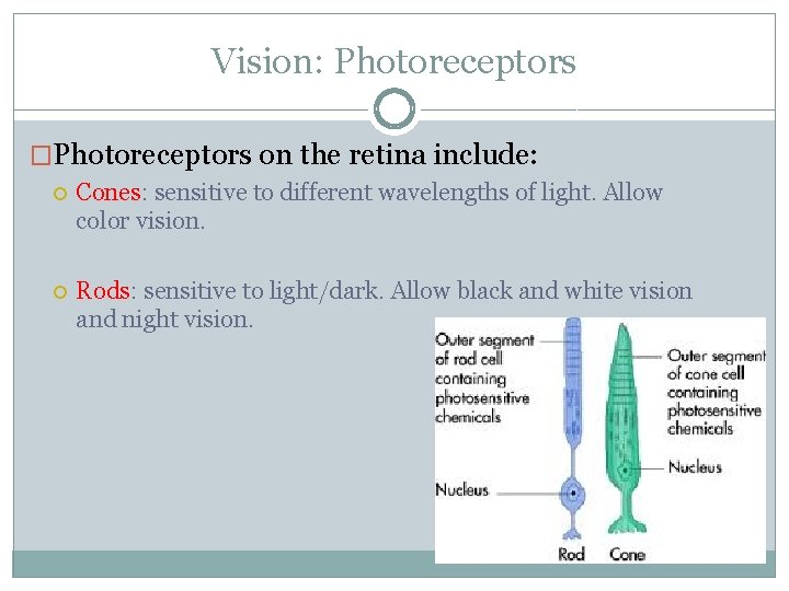 Vision: Photoreceptors �Photoreceptors on the retina include: Cones: sensitive to different wavelengths of light.