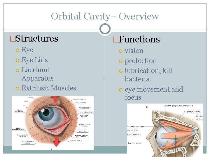 Orbital Cavity– Overview �Structures Eye Lids Lacrimal Apparatus Extrinsic Muscles �Functions vision protection lubrication,