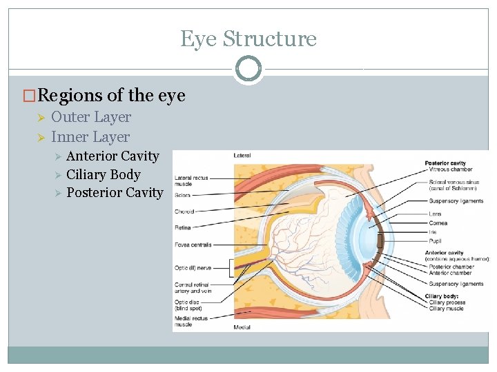 Eye Structure �Regions of the eye Ø Ø Outer Layer Inner Layer Anterior Cavity