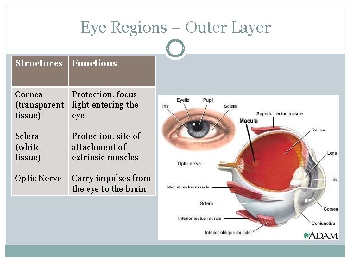Eye Regions – Outer Layer Structures Functions Cornea Protection, focus (transparent light entering the